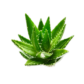 aleoVera aleoVera