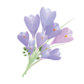 allantoin allantoin